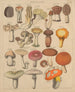 Illustrationen für die Allgemeine Naturgeschichte von Oken für alle Klassen Pl007 - Lorenz Oken — Ansicht des Kunstwerks