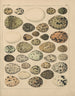 Illustrationen für die Allgemeine Naturgeschichte von Oken für alle Klassen Pl028 - Lorenz Oken — Ansicht des Kunstwerks