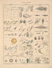 Illustrationen für die Allgemeine Naturgeschichte von Oken für alle Klassen Pl060 - Lorenz Oken — Ansicht des Kunstwerks