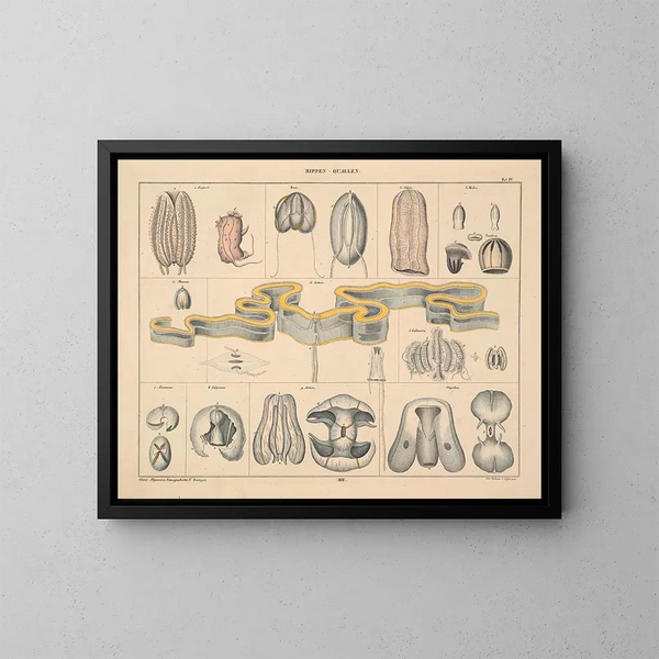 Illustrationen der Allgemeinen Naturgeschichte von Oken für alle Zustände Pl063 - Lorenz Oken — gerahmtes Bild an der Wand