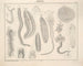 Illustrationen der Allgemeinen Naturgeschichte von Oken für alle Zustände Pl075 - Lorenz Oken — Ansicht des Kunstwerks