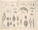 Illustrationen der Allgemeinen Naturgeschichte von Oken für alle Zustände Pl078 - Lorenz Oken — Ansicht des Kunstwerks