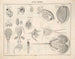 Illustrationen der Allgemeinen Naturgeschichte von Oken für alle Zustände Pl079 - Lorenz Oken — Ansicht des Kunstwerks