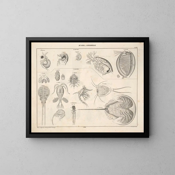 Illustrationen der Allgemeinen Naturgeschichte von Oken für alle Zustände Pl079 - Lorenz Oken — gerahmtes Bild an der Wand