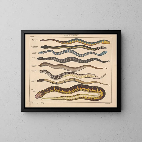 Illustrationen der Allgemeinen Naturgeschichte von Oken für alle Zustände Pl107 - Lorenz Oken — gerahmtes Bild an der Wand