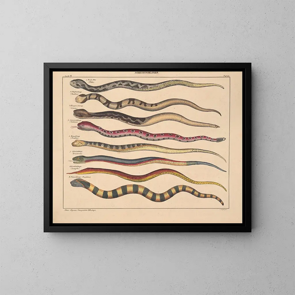 Illustrationen der Allgemeinen Naturgeschichte von Oken für alle Zustände Pl109 - Lorenz Oken — gerahmtes Bild an der Wand