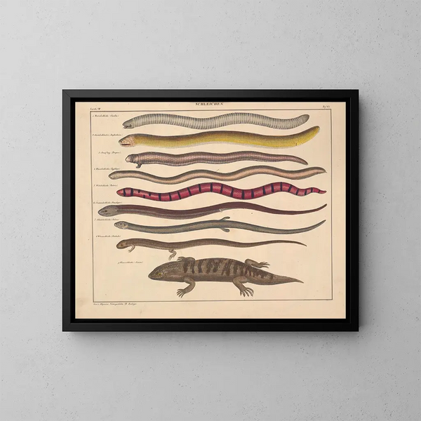 Illustrationen der Allgemeinen Naturgeschichte von Oken für alle Zustände Pl110 - Lorenz Oken — gerahmtes Bild an der Wand