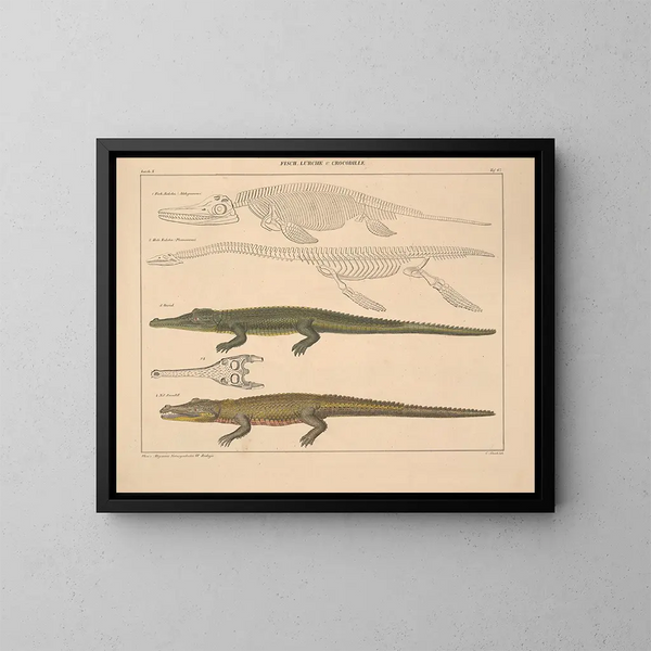 Illustrationen der Allgemeinen Naturgeschichte von Oken für alle Zustände Pl. 113 - Lorenz Oken — gerahmtes Bild an der Wand