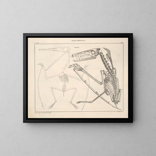 Illustrationen der Allgemeinen Naturgeschichte von Oken für alle Zustände Pl115 - Lorenz Oken — gerahmtes Bild an der Wand