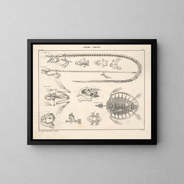 Illustrationen der Allgemeinen Naturgeschichte von Oken für alle Zustände Pl116 - Lorenz Oken — gerahmtes Bild an der Wand