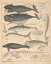 Illustrationen für die Allgemeine Naturgeschichte von Oken für alle Klassen Pl136 - Lorenz Oken — Ansicht des Kunstwerks