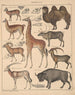 Illustrationen für die Allgemeine Naturgeschichte von Oken für alle Klassen Pl138 - Lorenz Oken — Ansicht des Kunstwerks