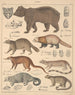 Illustrationen für die Allgemeine Naturgeschichte von Oken für alle Klassen Pl141 - Lorenz Oken — Ansicht des Kunstwerks