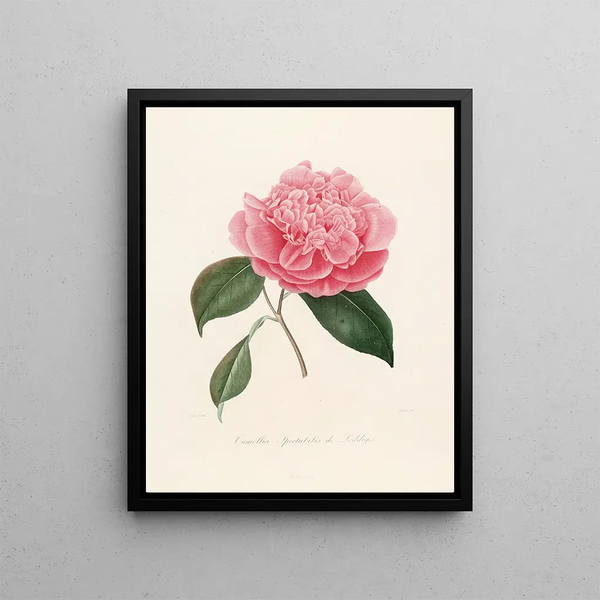 Lorenzo Berlse - Iconographie du genre Camellia Pl010.webp