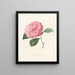 Iconographie du genre Camellia Pl014 - Lorenzo Bartolini — gerahmtes Bild an der Wand