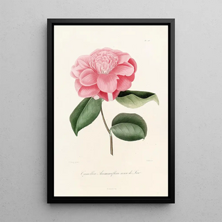 Lorenzo Berlse - Iconographie du genre Camellia Pl016.webp
