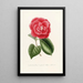 Iconographie des Genres Camellia Pl018 - Lorenzo Bartolini — gerahmtes Bild an der Wand