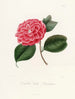 Iconographie des Genres Camellia Pl024 - Lorenzo Bartolini — Ansicht des Kunstwerks