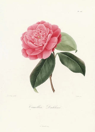 Lorenzo Berlse - Iconographie du genre Camellia Pl046.webp