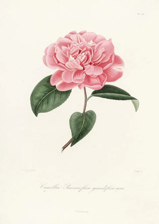 Lorenzo Berlse - Iconographie du genre Camellia Pl050.webp