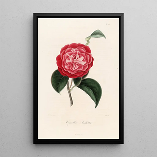 Lorenzo Berlse - Iconographie du genre Camellia Pl056.webp