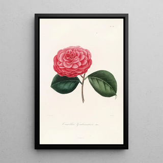 Lorenzo Berlse - Iconographie du genre Camellia Pl060.webp