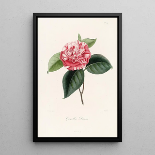 Lorenzo Berlse - Iconographie du genre Camellia Pl079.webp