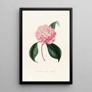 Lorenzo Berlse - Iconographie du genre Camellia Pl083.webp
