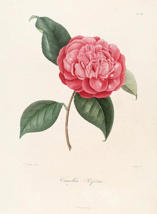 Lorenzo Berlse - Iconographie du genre Camellia Pl085.webp