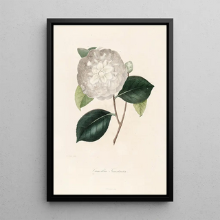 Lorenzo Berlse - Iconographie du genre Camellia Pl091.webp