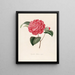 Iconographie du genre Camellia Pl094 - Lorenzo Bartolini — gerahmtes Bild an der Wand