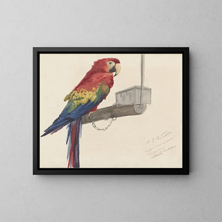 LouisCharles Bombled - Parrot.webp