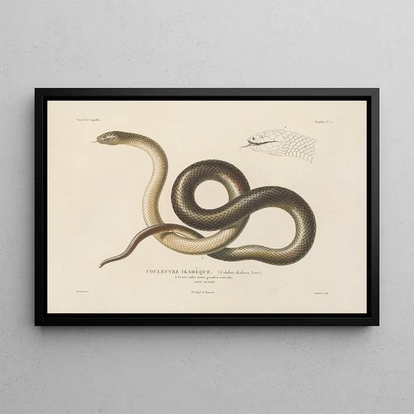 LouisIsidore Duperrey - Voyage autour du monde Pl005.webp