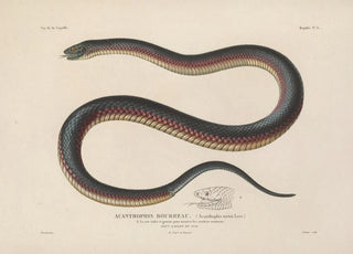 LouisIsidore Duperrey - Voyage autour du monde Pl006.webp