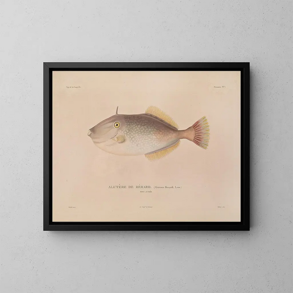 Reise um die Welt - Louis-Isidore Duperrey — gerahmtes Bild an der Wand