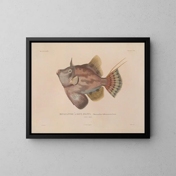 Reise um die Welt - Louis-Isidore Duperrey — gerahmtes Bild an der Wand