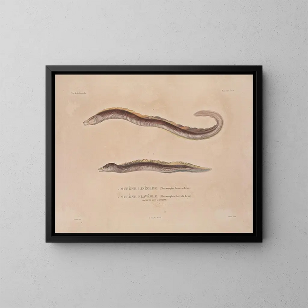 Reise um die Welt - Louis-Isidore Duperrey — gerahmtes Bild an der Wand