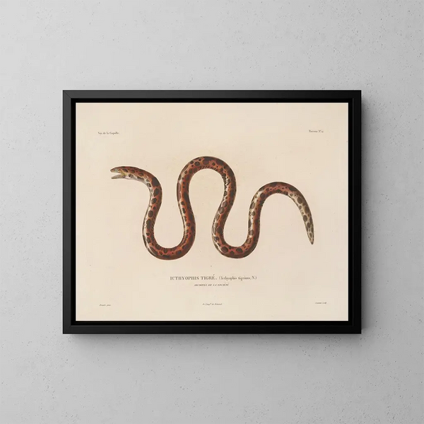 Reise um die Welt - Louis-Isidore Duperrey — gerahmtes Bild an der Wand