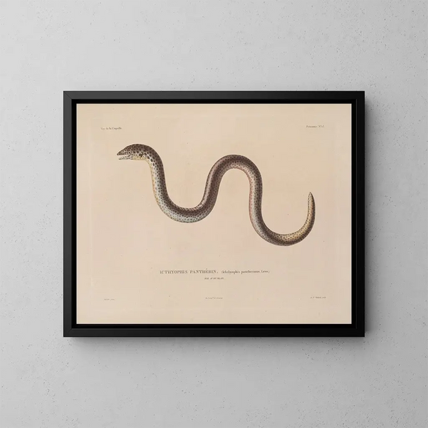 Reise um die Welt - Louis-Isidore Duperrey — gerahmtes Bild an der Wand