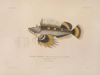 LouisIsidore Duperrey - Voyage autour du monde Pl027.webp