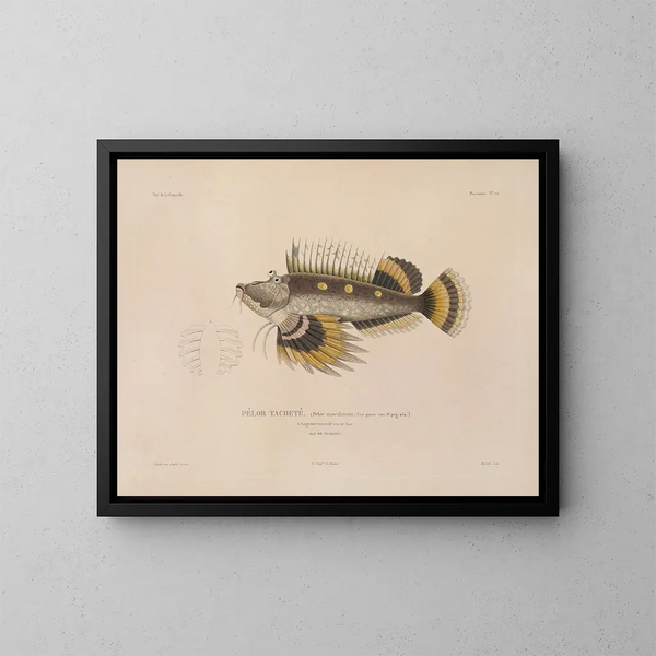 Reise um die Welt - Louis-Isidore Duperrey — gerahmtes Bild an der Wand