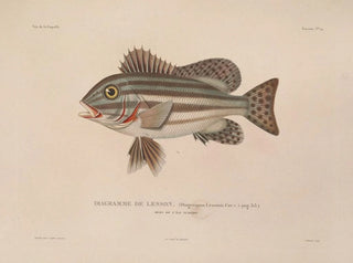 LouisIsidore Duperrey - Voyage autour du monde Pl031.webp