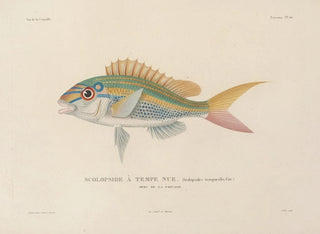 LouisIsidore Duperrey - Voyage autour du monde Pl033.webp