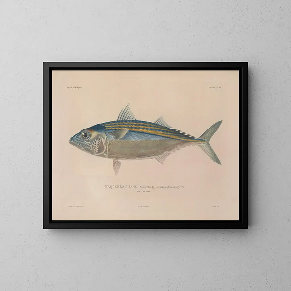 Reise um die Welt - Louis-Isidore Duperrey — gerahmtes Bild an der Wand