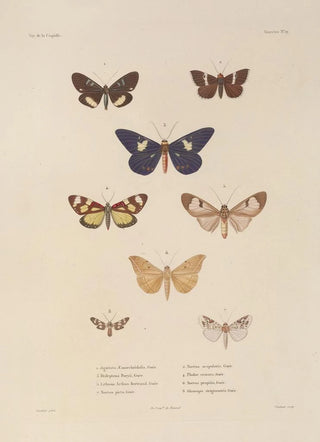 LouisIsidore Duperrey - Voyage autour du monde Pl085.webp