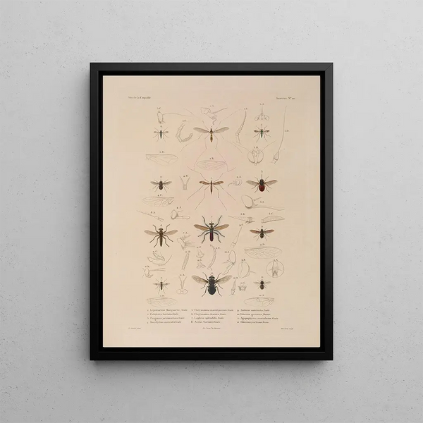LouisIsidore Duperrey - Voyage autour du monde Pl086.webp