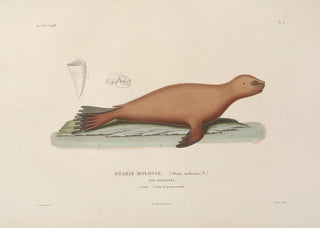 LouisIsidore Duperrey - Voyage autour du monde Pl106.webp