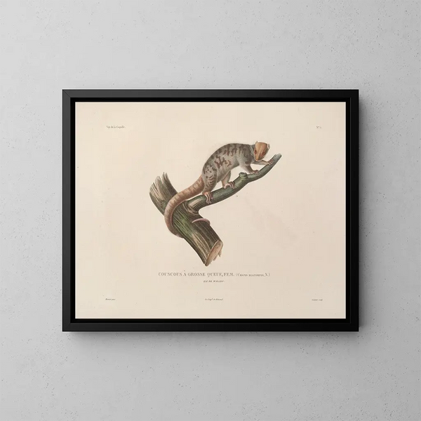 Voyage autour du monde Pl. 108 - Louis-Isidore Duperrey — gerahmtes Bild an der Wand