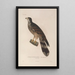 Reise um die Welt Pl113 - Louis-Isidore Duperrey — gerahmtes Bild an der Wand