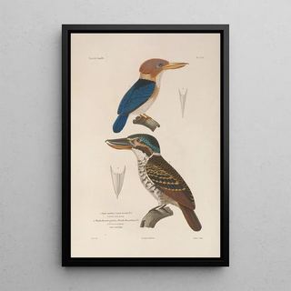 LouisIsidore Duperrey - Voyage autour du monde Pl136.webp